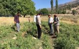 افزایش عملکرد محصول گندم و جو در منطقه طسوج چرام به کمک‌کارشناس پهنه جهاد کشاورزی